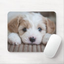 Recherche de bébés animaux tapis souris Animal