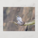 Recherche de pèlerin cartes postales Raptor