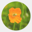 Recherche de papaver autocollants Botanique