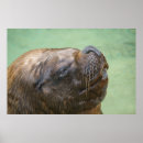 Recherche de otarie posters Eau