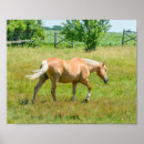 Recherche de palomino posters Équine