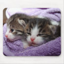 Recherche de minou mignon tapis souris Animaux