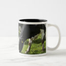 Recherche de vaches laitières tasses Dehors