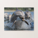 Recherche de dolphin puzzles Énigmes
