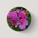 Recherche de lavande badges Rose