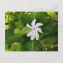 Recherche de jasmin cartes postales Tropical