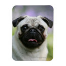 Recherche de alerte magnets Dog