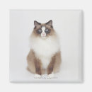 Recherche de velu photographie Chat