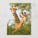 Recherche de girafe photo cartes postales Animaux
