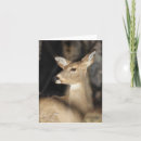 Recherche de whitetail vœux cartes Deer