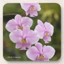Recherche de phalaenopsis Floral