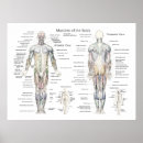 Recherche de musculaire posters Muscles