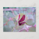 Recherche de bourgeons roses cartes postales Bourgeon rose