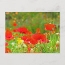 Recherche de pavots rouges cartes postales Toute personne