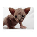 Recherche de kat magnets Chat