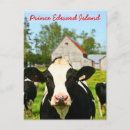 Recherche de vache laitière cartes postales Holstein