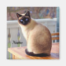 Recherche de chats siamois magnets Animal