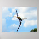 Recherche de classeur posters Nature