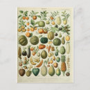 Recherche de illustration de fruit cartes postales Plante