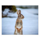 Recherche de lapin mignon posters Hiver