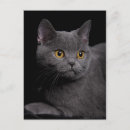 Recherche de keep calm cartes postales Animaux