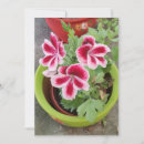 Recherche de pélargonium vœux cartes Fleurs