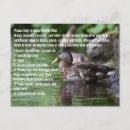 Recherche de poulailler cartes postales Canard