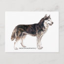 Recherche de huskies cartes postales Dog