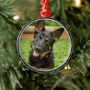 Recherche de berger allemand ornements Chiot