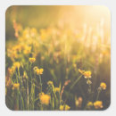 Recherche de renoncule autocollants Floral