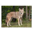 Recherche de coyote photographie Animal