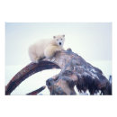 Recherche de ours polaire posters Environnement