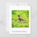 Recherche de robin cartes postales Faune
