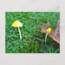 Recherche de champignons jaunes cartes postales Nature
