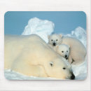 Recherche de ours blanc tapis souris Arctique