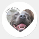 Recherche de le pitbull cadeau emballages Amour