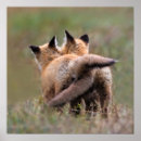 Recherche de renard rouge bébé posters Nature