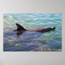 Recherche de mammifères marins posters Plage