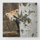 Recherche de panda rouge horloges Animal