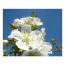 Recherche de fleurs de cerisier blanches posters Pour elle