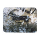 Recherche de roch magnets Peinture