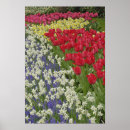 Recherche de jacinthes art Jardin