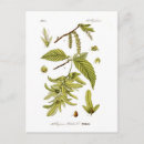 Recherche de faisceaux cartes postales Vintage