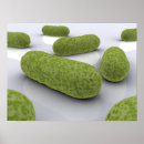 Recherche de microbiologie posters Bactéries