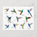 Recherche de jacobin cartes postales Colibri