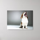 Recherche de race mélangée posters Humour