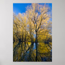 Recherche de saule posters Ciel bleu