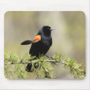 Recherche de oiseau noir tapis souris Animaux