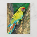 Recherche de arum cartes postales Coloré