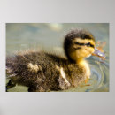 Recherche de caneton posters Animaux mignons